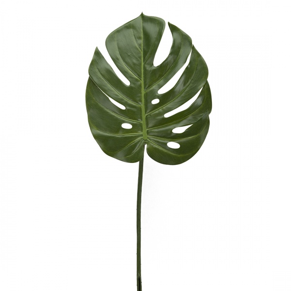 Bild på Monstera blad 60 cm i färgen Grön från Mr Plant.