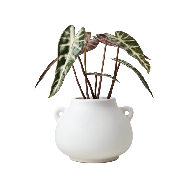 Inrednings bild på Urna Cocos Vit 17x13.