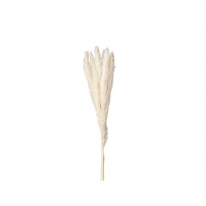 Inspirerande bild på Pampasgräs XL Offwhite i färgen Offwhite tillverkad av Natur material från Wikholm form. Bild på Pampasgräs XL Offwhite i färgen Offwhite tillverkad av Natur material från Wikholm form.