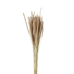 Inspirerande bild på Grässtrå. Bild på Grässtrå.