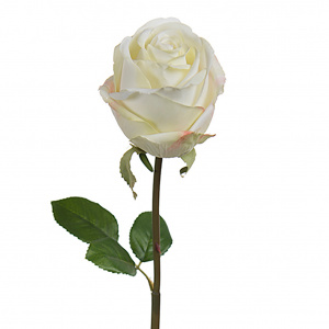 Vit ros 75 cm hög Vit ros 75 cm hög.