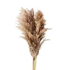 Pampasgräs  Frilagd mot vit bakgrund